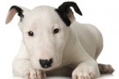 Animali in tv: spopolano i cani sul piccolo schermo