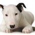 Animali in tv: spopolano i cani sul piccolo schermo