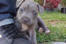 Cani “pericolosi”: arriva il patentino