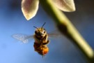 Apicoltura e agrofarmaci: coesistenza possibile per un ritorno delle api in Italia?