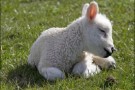 Buona Pasqua 2010: attivisti in campo per salvare gli agnelli dal massacro per il 4 aprile