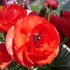 Per San Valentino va di moda il ranuncolo rosso, fiore ecosostenibile
