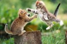Sos animali: gatti rapiti per trasfusioni di sangue veterinarie