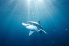 Squalo bianco, una specie quasi estinta