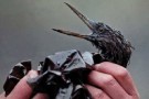 Una pastiglia per salvare gli animali dall’inquinamento del Lambro: in campo la Lipu