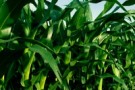 Biocarburanti: l’Unione Europea fa marcia indietro
