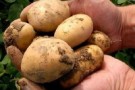 Greenpeace contro la patata Amflora