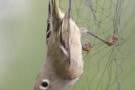 Usa, il Fish and Wildlife Service traccia la nuova lista degli animali a rischio
