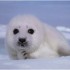 Protezione animali: in Canada meno caccia alla foca grazie all’embargo europeo