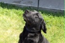 Cani-poliziotto dispensati dal servizio cercano casa: ecco come fare per adottarli