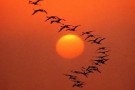 Primavera, nei cieli italiani arrivano le prime ondate di uccelli migratori trans-sahariani
