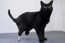 Nuove tecniche veterinarie: Oscar, il gatto bionico