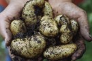 Arrivano in tavola le riciclelle, patate coltivate dai rifiuti