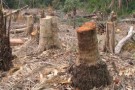 L’industria della carta fermi la deforestazione: Greenpeace, Terra e Wwf sul piede di guerra