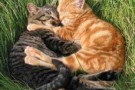 Adozioni animali: sos per i gatti inglesi, 21 abbandoni al giorno