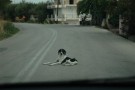 Omissione di soccorso animali: arriva la prima multa