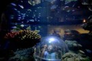 Oceani off-limits: per Greenpeace serve un piano di emergenza