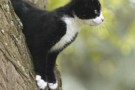 Conoscere il comportamento del gatto – Parte prima