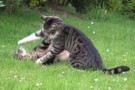 Conoscere il comportamento del gatto – Parte quarta