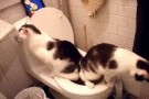 Conoscere il comportamento del gatto – Parte terza