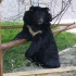 Gli orsi della luna e Animals Asia Foundation