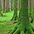 Benvenuti nel 2011, anno Onu delle foreste. E’ allarme deforestazione