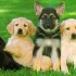 Addestrare un cucciolo di cane