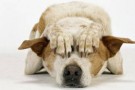 Botti di capodanno pericolo per gli animali -parte prima-