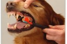 Controllate regolarmente il vostro cane -parte terza-