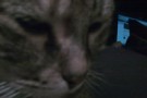 Conoscere il comportamento del gatto – Parte seconda