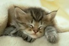 Alimentazione del gatto – parte seconda