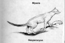 Origini del Gatto