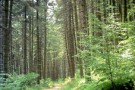 Riserva Naturale Monte Alpe -parte prima-