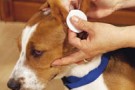 Controllate regolarmente il vostro cane -parte seconda-