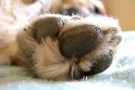 Controllate regolarmente il vostro cane -parte quarta-