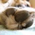 Controllate regolarmente il vostro cane -parte quarta-