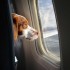 Viaggiare con il cane -parte terza-