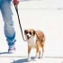 Addestrare il cucciolo di cane ad andare al passo