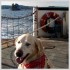Viaggiare con il cane in nave e traghetto