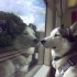 Viaggiare con il cane in treno, metropolitana e autobus