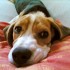 Cane: pronto soccorso base -parte terza-