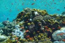 Allarme per le barriere coralline in Sudan: il giardino dei coralli in pericolo