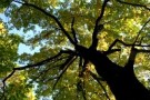 European tree of the year: un concorso on-line per votare l’albero più amato in Europa