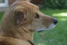 PETA lettera la governo USA per permettere l’evacuazione degli animali domestici