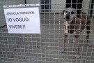 La Tremonti replica agli attacchi “Mai detto di voler abbattere i cani”