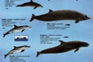 Stop ai sonar militari in zone a rischio per i cetacei