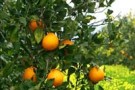 Parco dell’Etna -parte terza-