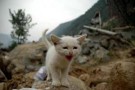 Un aiuto agli animali vittime del terremoto in Giappone