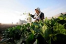Giappone: i rischi della contaminazione alimentare