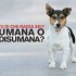 Slittamento del divieto dei test animali per i cosmetici: la Lav scende in piazza ad aprile
